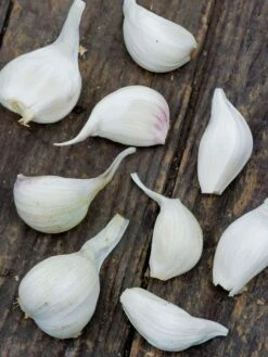 Garlic, Extra Select 11 Garlic, Extra Select -Organic Plants Sales 07d3d4ceb0c49672bc4893f4de630bde95dece85152a1cfbf3c1a7b62f541d4d 1