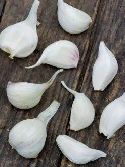 Garlic, Extra Select 8 Garlic, Extra Select -Organic Plants Sales 07d3d4ceb0c49672bc4893f4de630bde95dece85152a1cfbf3c1a7b62f541d4d