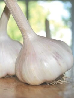 Garlic, California Early
