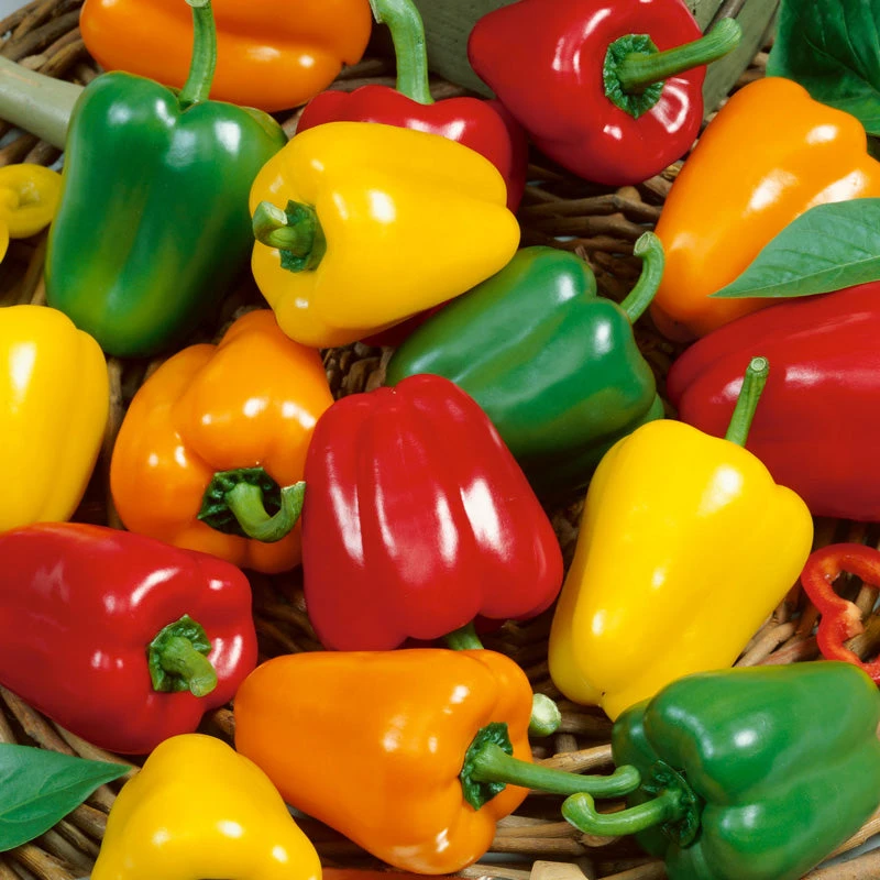 Mini Bell Mix Sweet Pepper Seeds (Organic) 2 Mini Bell Mix Sweet Pepper Seeds (Organic) - Image 2