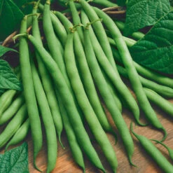 Blue Lake Bush Bean Seeds (Organic) -Organic Plants Sales 1370 bean blue lake bush web