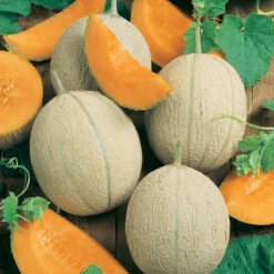 Hearts Of Gold Melon Seeds (Organic) -Organic Plants Sales 150 melon hearts of gold web