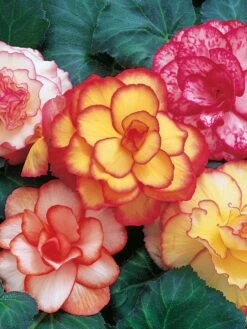 Begonia, Picotee Mix