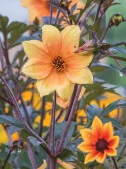 Dahlia, Mystic Spirit -Organic Plants Sales 161954459c101ded5f8332f0bb62177c3b5faca3c8481c5b2af1823915149e8c 1