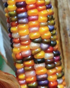 Corn, Ornamental, Glass Gem -Organic Plants Sales 170aaddc947ff01318adb908302f31dff6130649e4f48f528f1ca006394a35a7 1