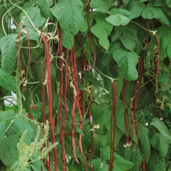 Organic Plants Sales -Organic Plants Sales 1964 bean red podded asparagus web