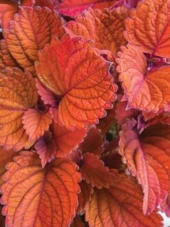 Coleus, Inferno -Organic Plants Sales 19a727493efb1e51bcfb40d108020ca40de8b3b27350e129bfdec56f0ce68ee2 1