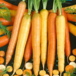 Culinary Mix Carrot Seeds (Organic) 5 Culinary Mix Carrot Seeds (Organic) -Organic Plants Sales 2000 carrot culinary blend web