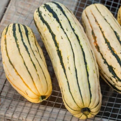 Delicata Winter Squash Seeds (Organic) -Organic Plants Sales 20121002 0172 1 1