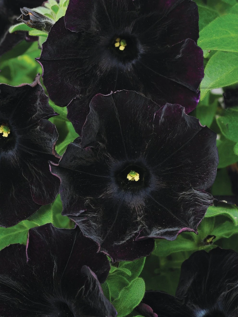 Petunia, Black Cat 2 Petunia, Black Cat - Image 2