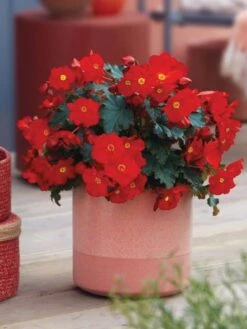 Begonia Elatior, Dreams Garden MacaRouge -Organic Plants Sales 2f61ca6f9af3dee092e9f1ba71fa015447bbb9f31367635eae6b7f40fce55139 1