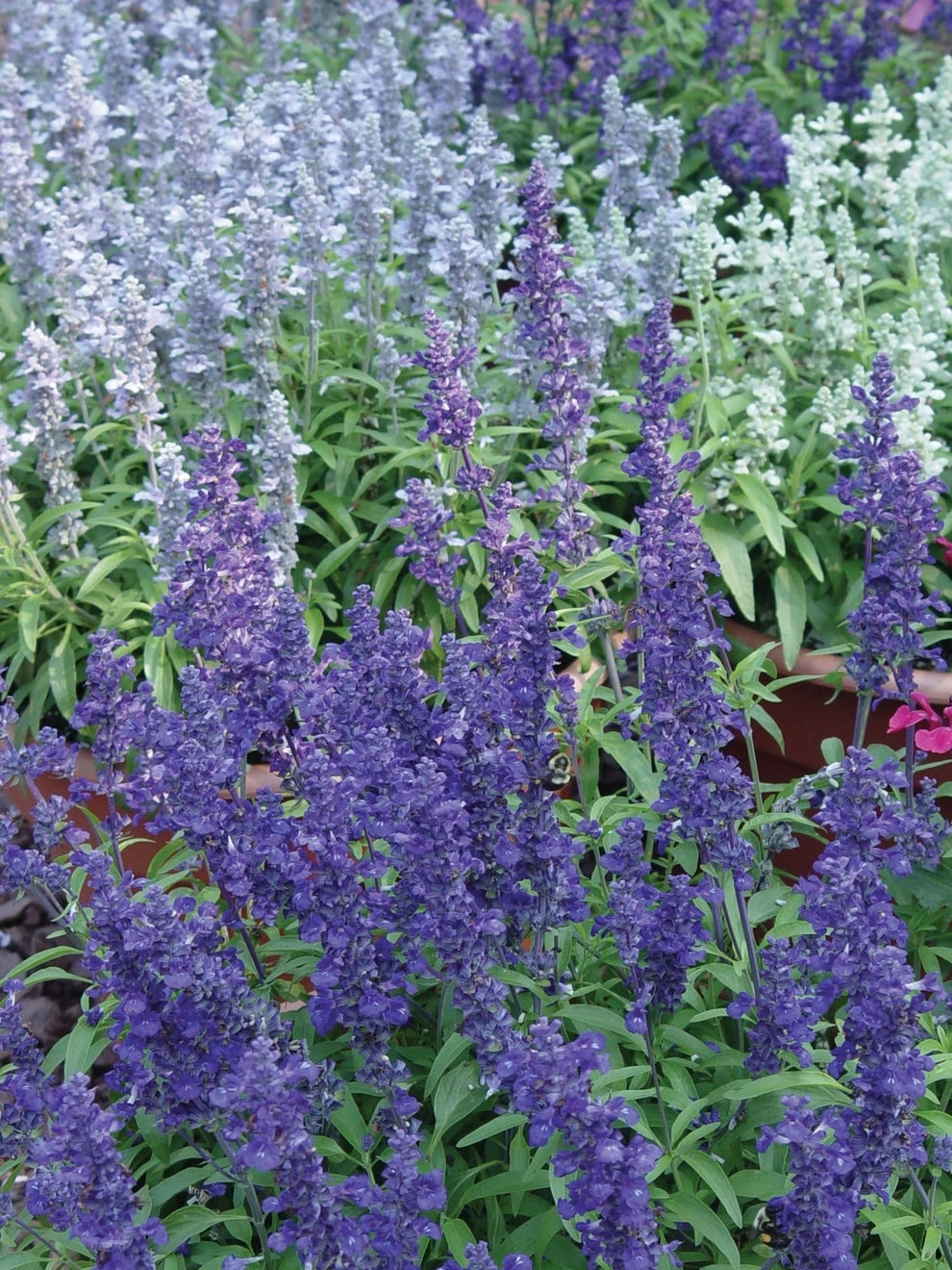 Salvia, Cathedral Series 2 Salvia, Cathedral Series - Image 2