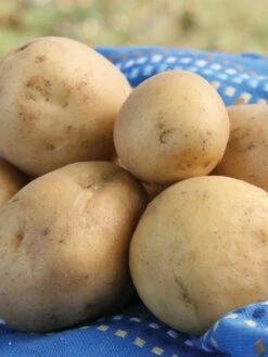 Potato, Kennebec -Organic Plants Sales 37f94c262acdea6028e001d8cc4f8f6a59add1e76487e2002502e055e9fbf3a2 1