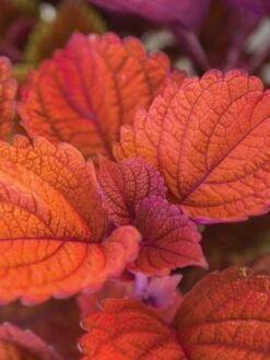 Coleus, Inferno -Organic Plants Sales 3b0a952230eefe7b61cc11f73633a78ffde8ca243f51606e57ec2867828533ab 1