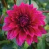 Dahlia, Babylon Purple