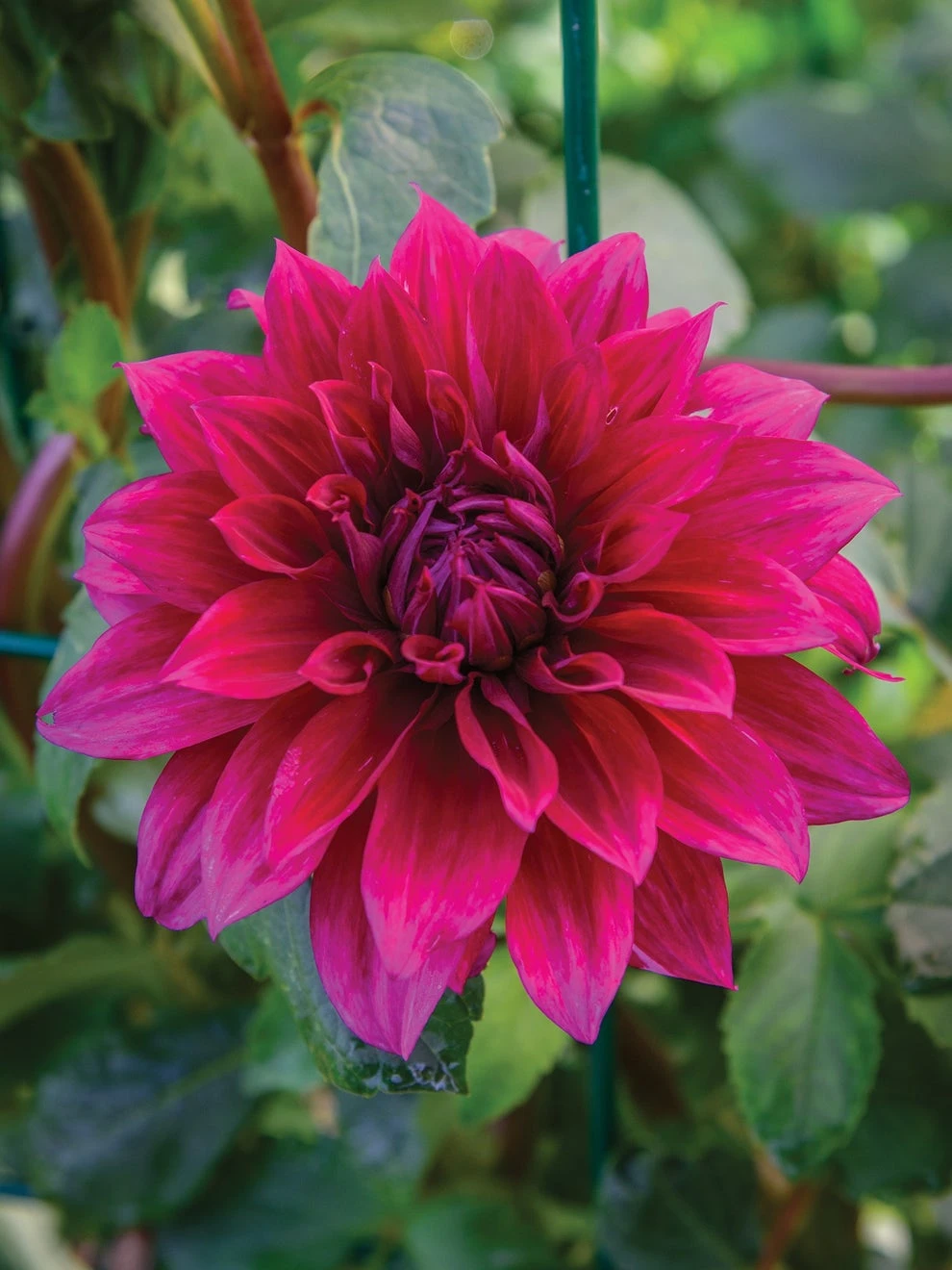 Dahlia, Babylon Purple 1 Dahlia, Babylon Purple