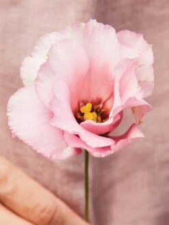 Lisianthus, Peppermint Pink