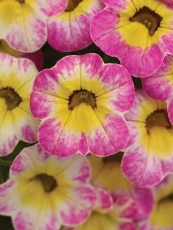 Calibrachoa, Cha-Cha Diva Hot Pink -Organic Plants Sales 3ef450b89a4476b18f2a05a75da432b2c7a740e9b1001c26425aa336eba65ff5 1