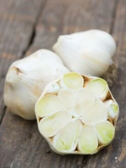Garlic, Extra Select 9 Garlic, Extra Select -Organic Plants Sales 4129363e72551dc4843cafec024584cdaf60c7cf68798472dba080b93fb51471 1