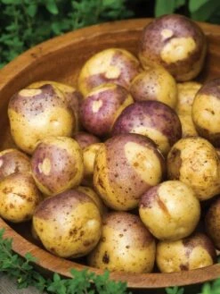 Potato, Masquerade -Organic Plants Sales 4144022d0ee41ee859498960f15dc29a45bf68faac3ffb1dc08e7da8d068be19 1