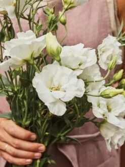 Lisianthus, White Rose -Organic Plants Sales 430afc888f61eb73809c05609d5185739ccaad5f39105bea5efadc62ce7c7147 1