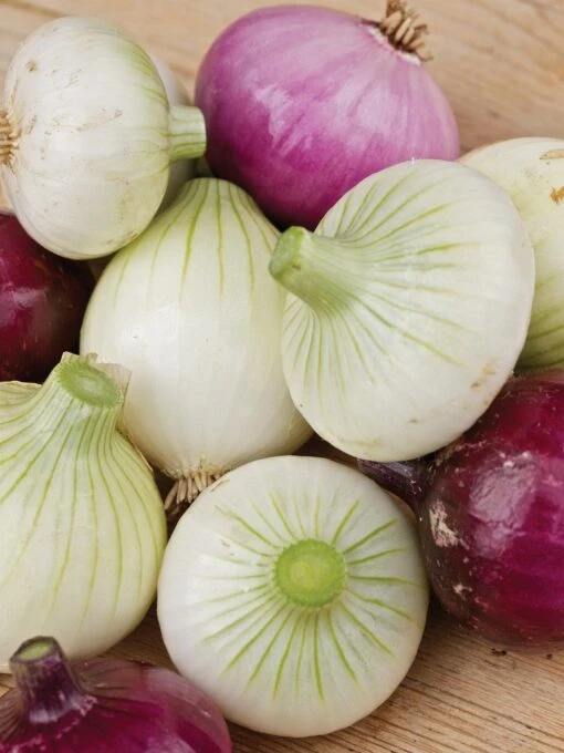 Onion, Short Day Collection -Organic Plants Sales 44d0a31c132258b199c7b49ceb28a508ceea3e75409ca70ee9deb50fc09bffe7