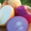 Onion, Burpees Sweet Onion Plants