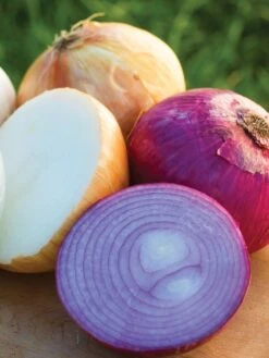 Onion, Burpees Sweet Onion Plants