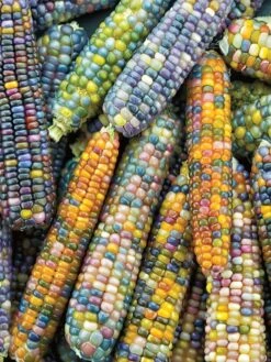 Corn, Ornamental, Glass Gem -Organic Plants Sales 4c08f6b150f42d70fac7201b1bf507ab747a79384f7cc6601914aafd2dde7fb9 1