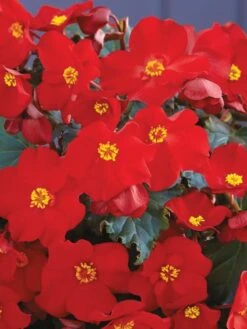Begonia Elatior, Dreams Garden MacaRouge -Organic Plants Sales 55dc2eaeeffed708a8c4b3c49c0990f65176141521bd37d80d446e08722bb231 1