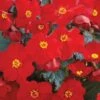 Begonia Elatior, Dreams Garden MacaRouge