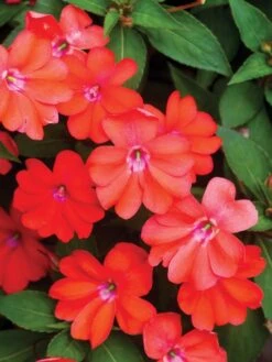 Impatiens, SunPatiens Vigorous Corona -Organic Plants Sales 57267dab72f35e44682d7a3c1fad993a2def4b95ce3e8a137a269c8fffb6cfa3 1