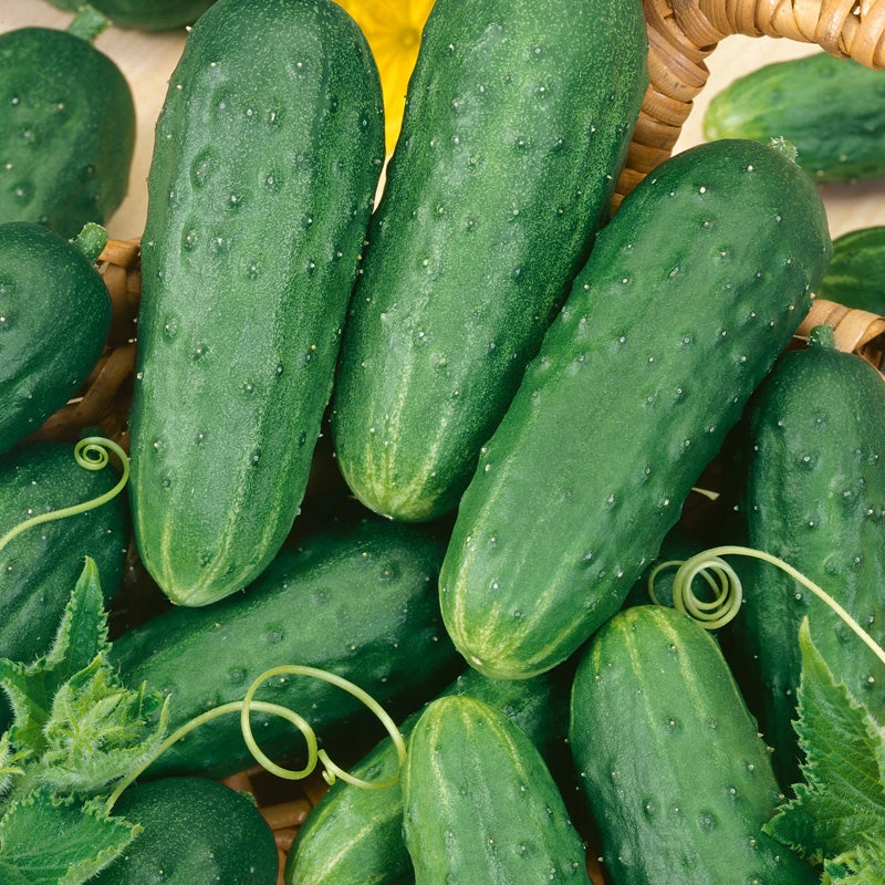 Homemade Pickles Cucumber Seeds (Organic) 3 Homemade Pickles Cucumber Seeds (Organic) - Image 3