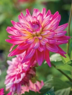Dahlia, Pinkie Swear 6 Dahlia, Pinkie Swear -Organic Plants Sales 5e793ccb810a667aafc2689696c0bb6b20a49d83ea8a58624c7274aa1f3a2c0d 1
