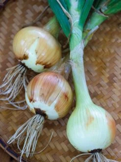 Onion, Walla Walla Sweet 7 Onion, Walla Walla Sweet -Organic Plants Sales 60ce2a203b954192cef5bd3082beac1ec5b39396c40ee87397267ca35fcd6b67 1