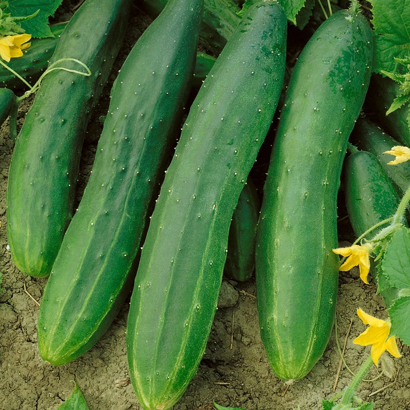 Straight Eight Cucumber Seeds (Organic) 3 Straight Eight Cucumber Seeds (Organic) - Image 3