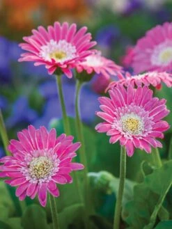 Gerbera, Garvinea Sweet Memories -Organic Plants Sales 65dca03965ac166b926e3984dc14c7dcc0c5ac7735fd0dc441aa1f56f2af7a60