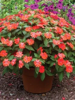 Impatiens, SunPatiens Vigorous Corona -Organic Plants Sales 6ed46bccde65c3eebbb24e7d261a9a69752f2d04b1e7282f1ef7adf19c48d836