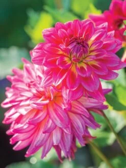Dahlia, Pinkie Swear 7 Dahlia, Pinkie Swear -Organic Plants Sales 703b6ecc1e86d0209700c05de687b821a6a637893b49fddd15c8047d6b81cab8 1