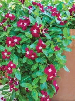 Organic Plants Sales -Organic Plants Sales 71c686b9364576ff7825c0a8311a8c5904c0183c6375662cebd77e3c9816cd47