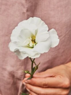 Lisianthus, White Rose -Organic Plants Sales 73e046b9af9e585646381f73774fae1081d0c708c1e467377824973259dc6fab 1