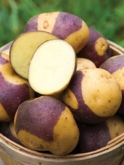 Potato, Masquerade -Organic Plants Sales 78196515e5638d7de73ae27bc82ff11e3f185b4f5da62410a2db5beda3fb26c0 1