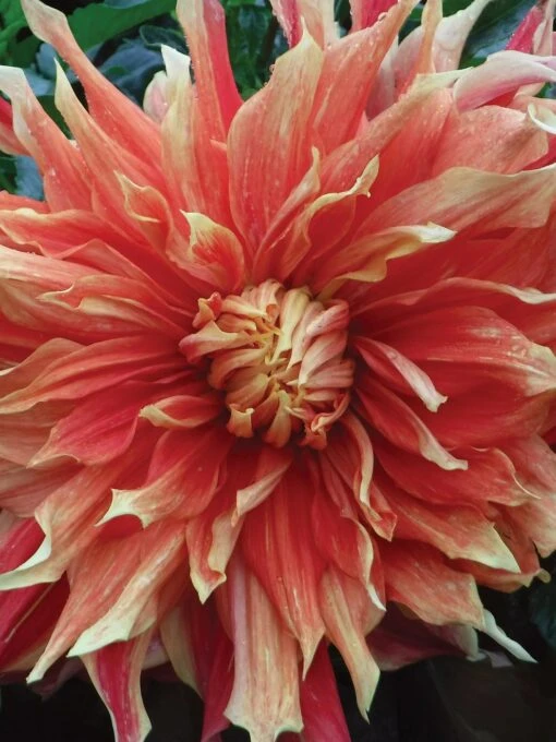 Dahlia, Autumn Sunburst -Organic Plants Sales 7c0470dbbe8d9e8e32615e07e4b006cc962e0cd342db0ee1fb8365307108aef5