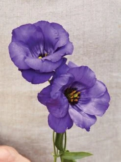 Lisianthus, Purple