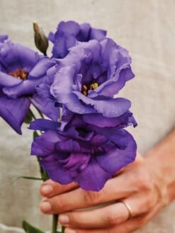 Lisianthus "The Blue Rose"®
