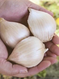 Garlic, Elephant 10 Garlic, Elephant -Organic Plants Sales 8ff2014d33bfabc375b84ef8ab16615477dc67d38ad0fa70fbc277f1a171c0a1 1