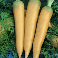 Solar Yellow Carrot Seeds (Organic) -Organic Plants Sales 932 carrot solor yellow web