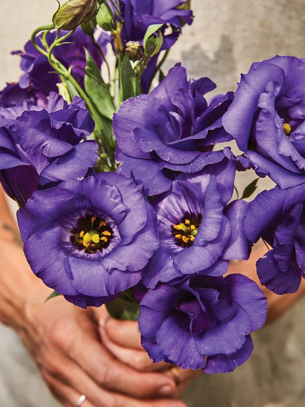 Lisianthus, Purple 2 Lisianthus, Purple - Image 2