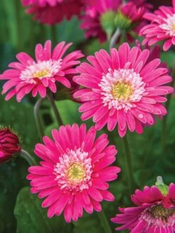 Gerbera, Garvinea Sweet Memories -Organic Plants Sales 96bc2c8f8124486c42dceb4123831b2e75ae9ceaa35b7c3d347b42770c36987b 1