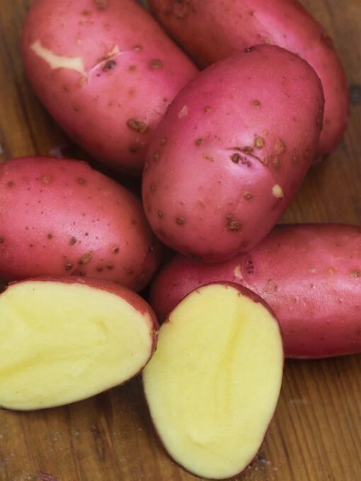 Potato, Red Luna -Organic Plants Sales 97bb4d4c5cfa4254b92ffba6ecd621fd6917faa8cc2e3af07303e1773cc8989c